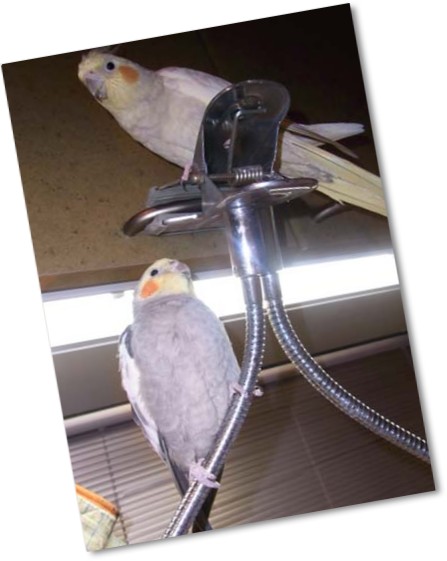 鳥は飛ぶ ヨウムな生活