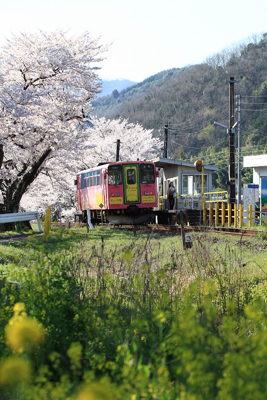 薄墨桜を求めて_a0125122_10311794.jpg