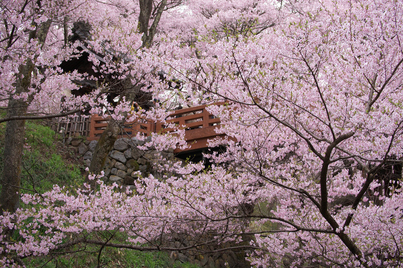 高遠・松本城・安曇野の桜_f0035323_918518.jpg