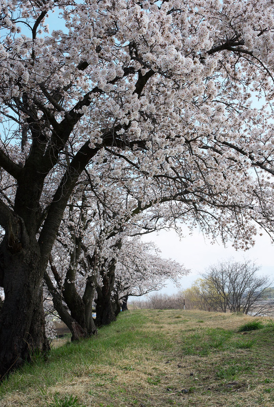 高遠・松本城・安曇野の桜_f0035323_9265049.jpg