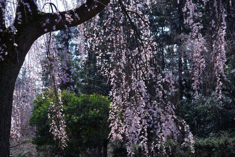 高遠・松本城・安曇野の桜_f0035323_929877.jpg