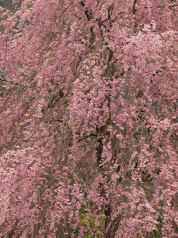 木曽谷の桜_c0006928_22324376.jpg