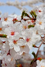 桜くらべ_e0160528_4223349.jpg