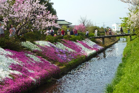 渋田川の芝桜＠伊勢原_a0122931_18475125.jpg