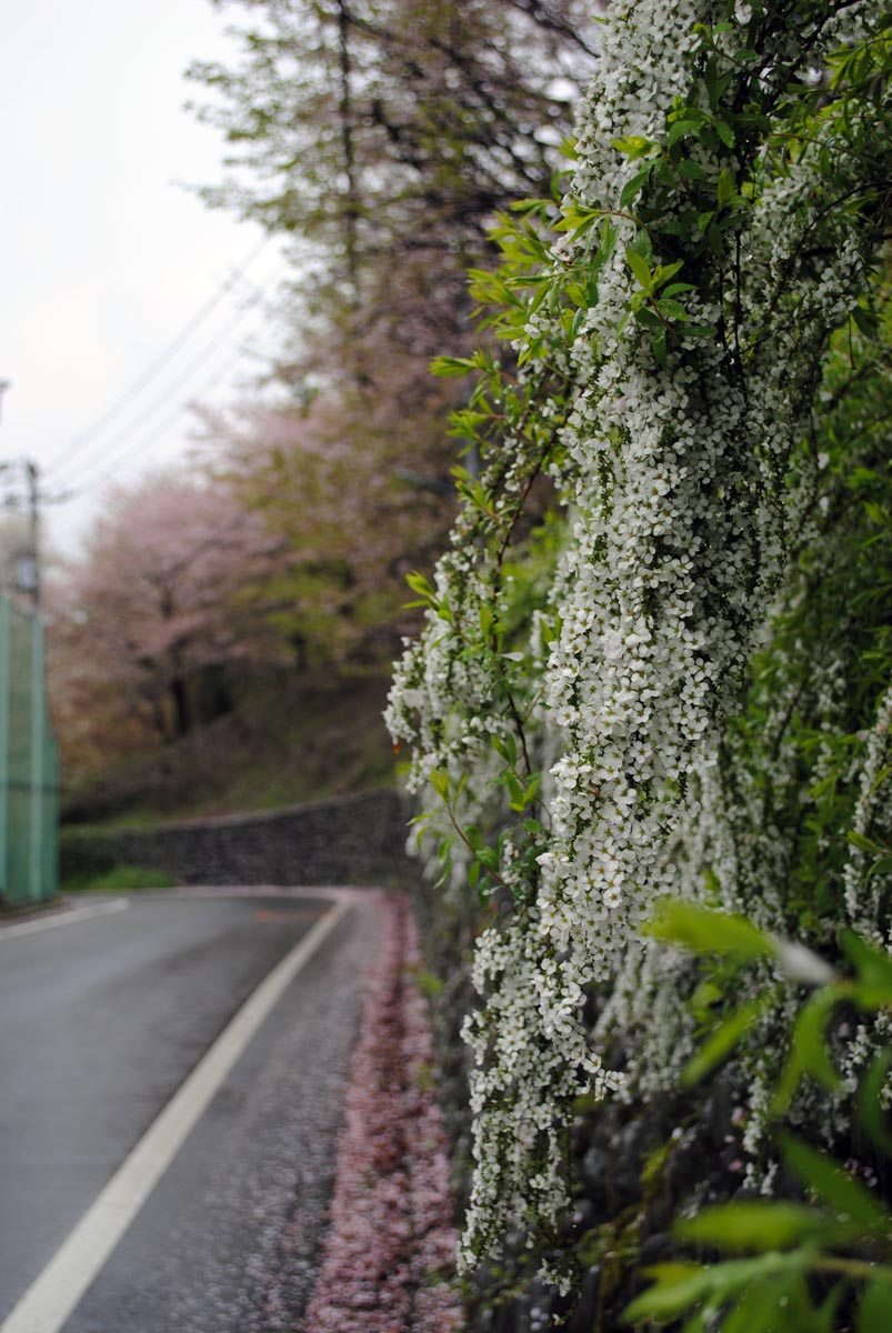 雨の青梅　by himawari_b0142435_1613555.jpg