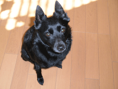 d0049135_12223414.gif