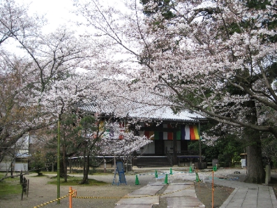 筍とさくら　～　京都の春_f0234936_5431551.jpg