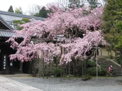 筍とさくら ~ 京都の春_f0234936_5513744.jpg