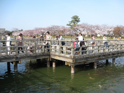 筍とさくら　～　京都の春_f0234936_6525294.jpg