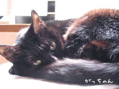 a0166338_2272646.gif