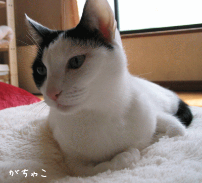 a0166338_2275177.gif