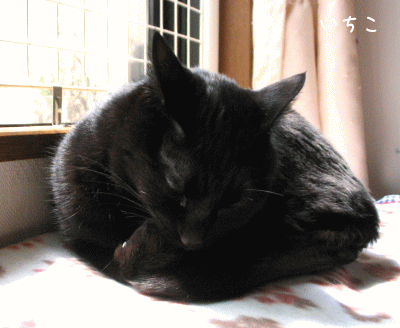 a0166338_228692.gif