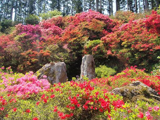 つつじ　～上分・花の隠里～　（神山）_e0146338_15165227.jpg