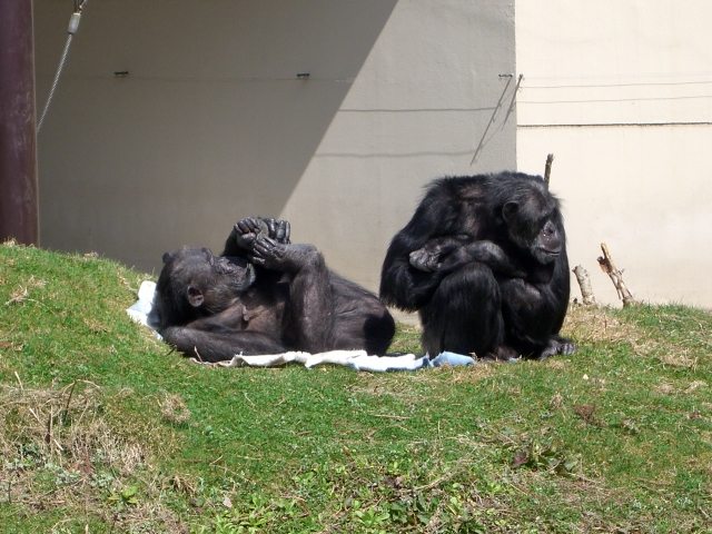 動物園　其の１２_c0178540_20514923.jpg