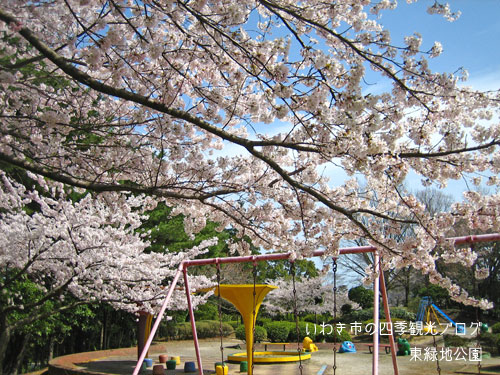 4月23日　小名浜地区　東緑地公園と大畑公園のサクラ_f0105342_11564263.jpg