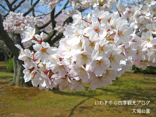 4月23日　小名浜地区　東緑地公園と大畑公園のサクラ_f0105342_11574746.jpg