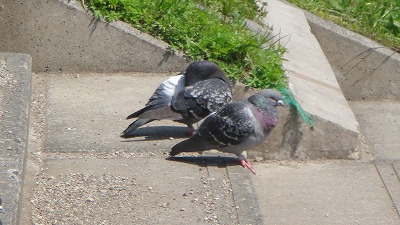 川のつづき。。。_e0195743_1393519.jpg