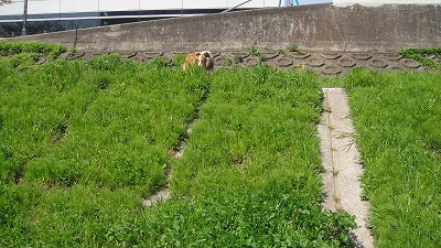川のつづき。。。_e0195743_142063.jpg