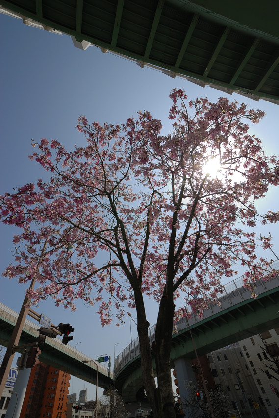 都心に咲く桜たち_c0171945_2295145.jpg