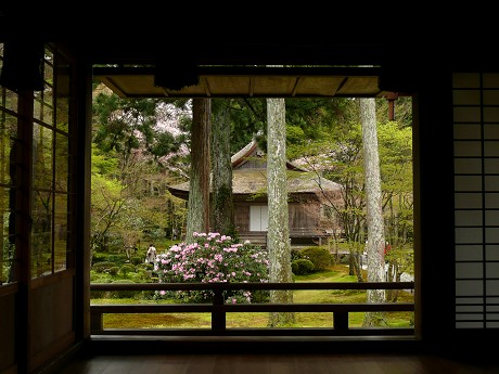 三千院の桜とシャクナゲ_c0057946_20171887.jpg