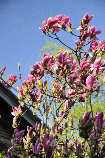 c0093046_7233779.gif