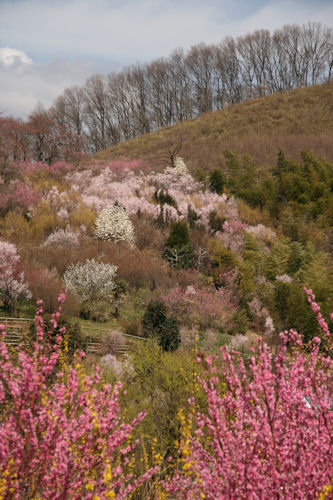 本当の空の下、桃源郷は花盛り。～彩り編～_f0048546_6355036.jpg