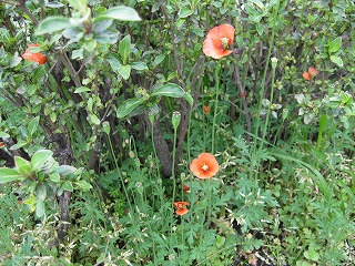 ポピー けしの花 ぼちぼち日記