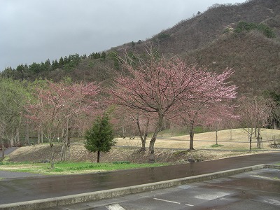 六日町坂戸の銭淵公園の桜_a0084753_16461195.jpg
