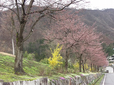 六日町坂戸の銭淵公園の桜_a0084753_164623.jpg