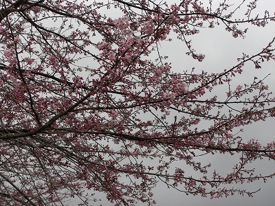 六日町坂戸の銭淵公園の桜_a0084753_16462777.jpg
