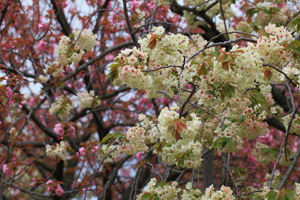 造幣局 桜の通り抜け（６）　鬱金＜うこん＞_f0140054_2320355.jpg