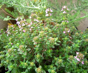 b0186258_9365746.jpg