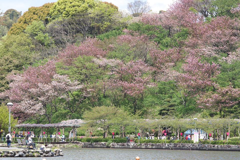 A Double Flowering Cherry Tree _f0072758_2122418.jpg