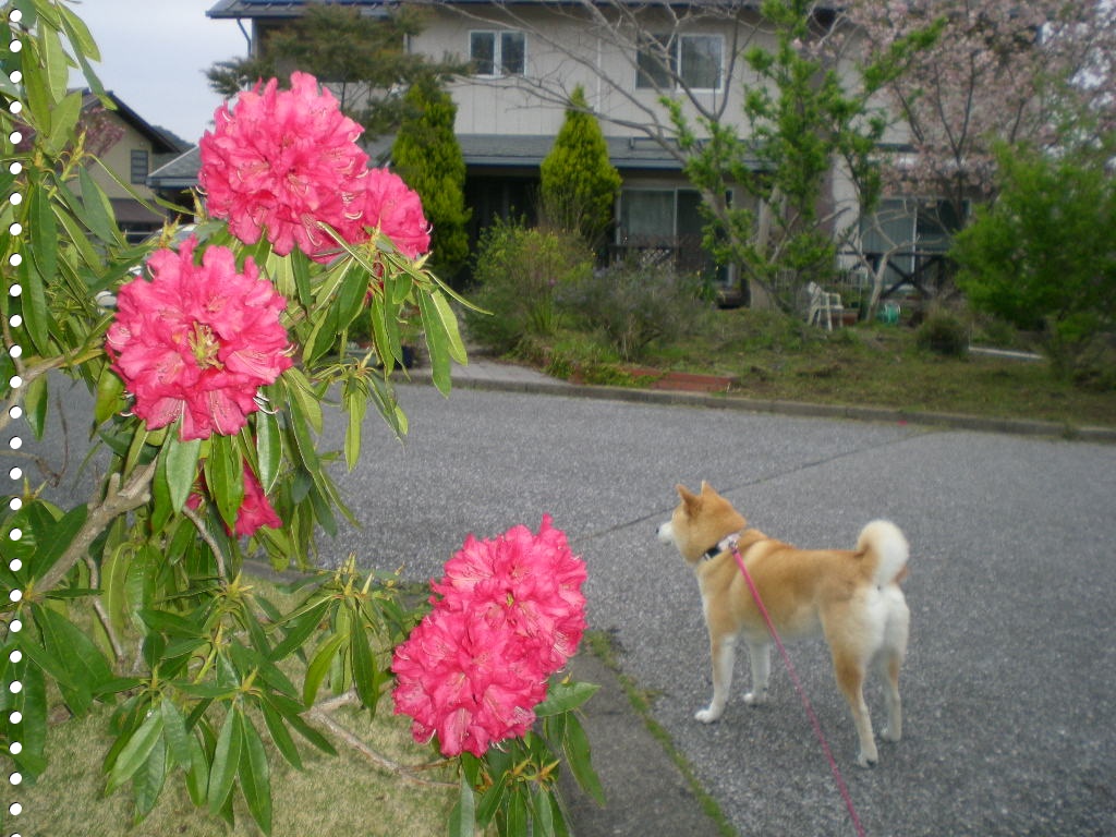 2010年4月23日(金)愛ちゃんと心ちゃんの朝は早い!_f0060461_10524678.jpg