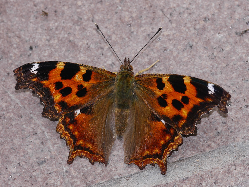 a0146869_52262.jpg