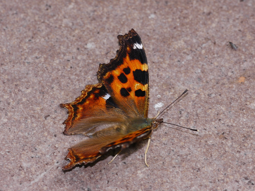 a0146869_54181.jpg