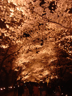 お花見～_e0148776_1285767.jpg