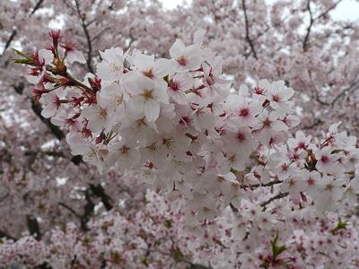 桜_c0029677_22315714.jpg