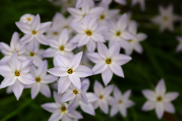 庭の花々_f0192778_18485845.jpg