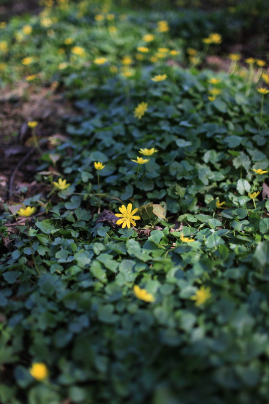 c0187779_54537.jpg