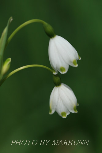 庭の花　シリーズ(春）_e0180387_17111619.jpg