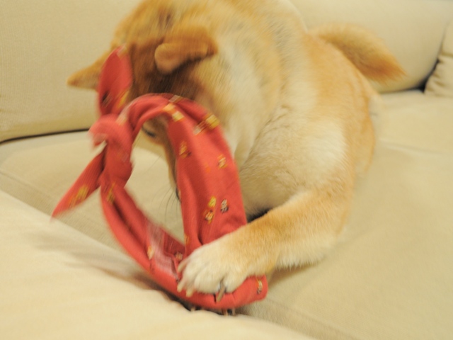 赤いハンカチ、可愛いね!_a0126590_23411596.jpg