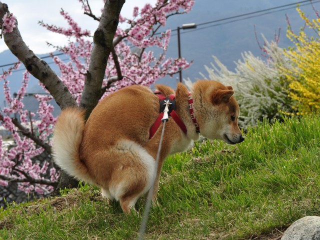 朝寝坊だよ_a0126590_5553980.jpg