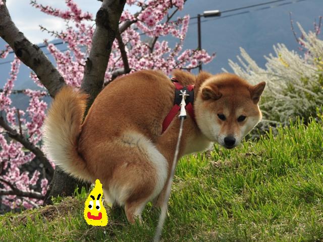 朝寝坊だよ_a0126590_5555591.jpg