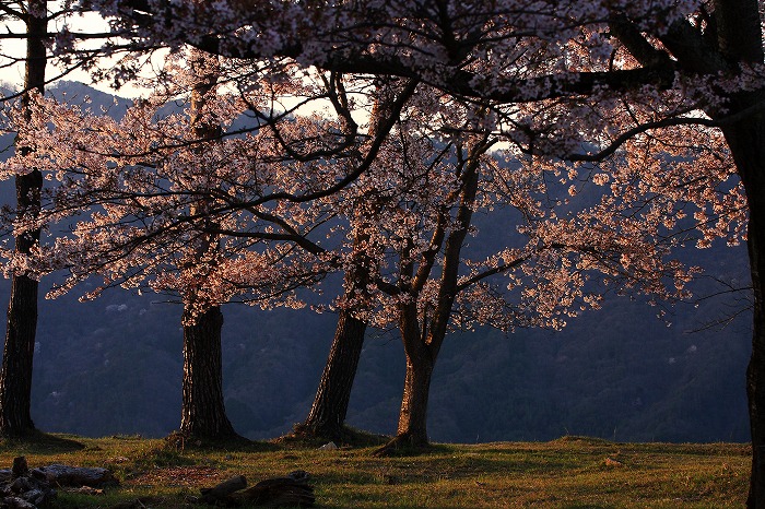 夕暮れの竹田城跡 ３_f0174293_173432100.jpg