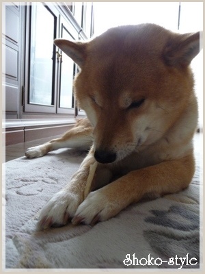 愛犬の柴_a0135999_23494313.jpg
