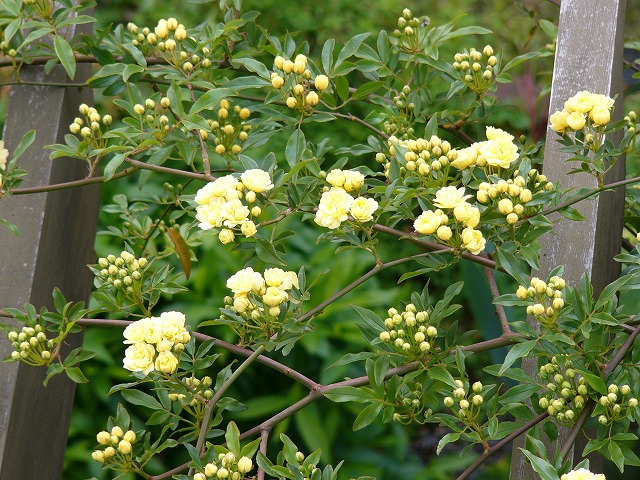 a0123003_21202593.jpg