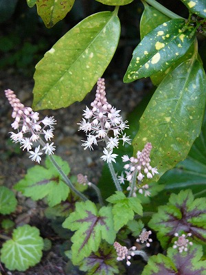 a0123003_21383163.jpg