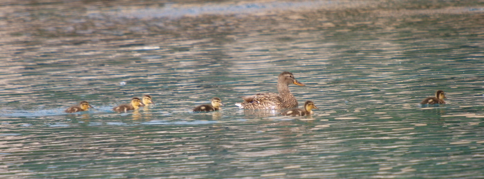 マガモ？　：　Mallard  @ Las Vegas_e0156403_20484314.jpg