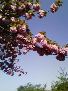 八重桜_a0048609_858145.jpg